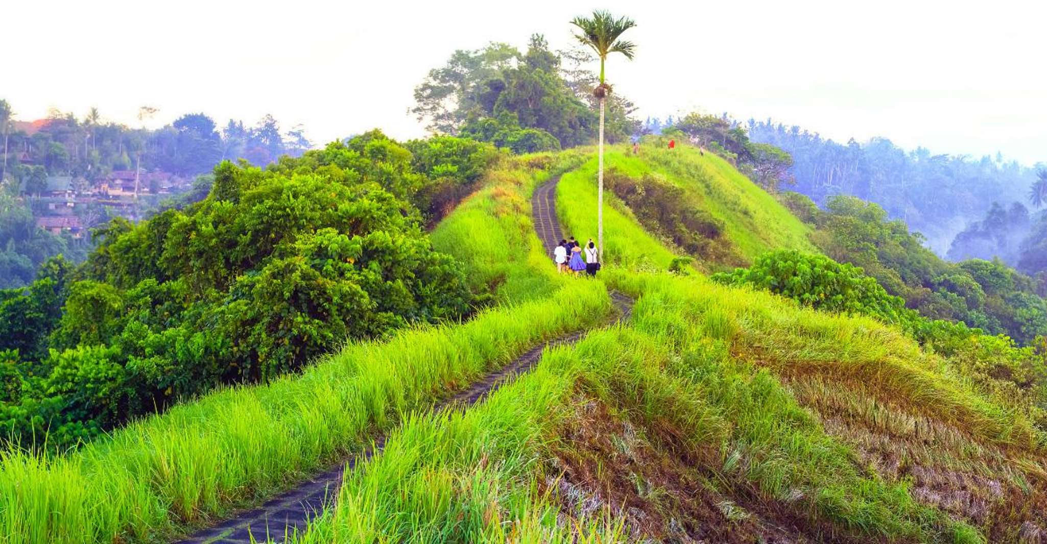 Ubud's Campuhan Ridge Walk, A Self-Guided Audio Tour - Hizvo