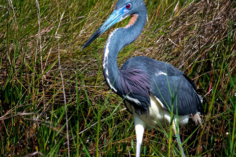 Orlando Bird Nerd Tour: Birding Kayak Tour Orlando Bird Nerd Tour: Long Birding Kayak Tour