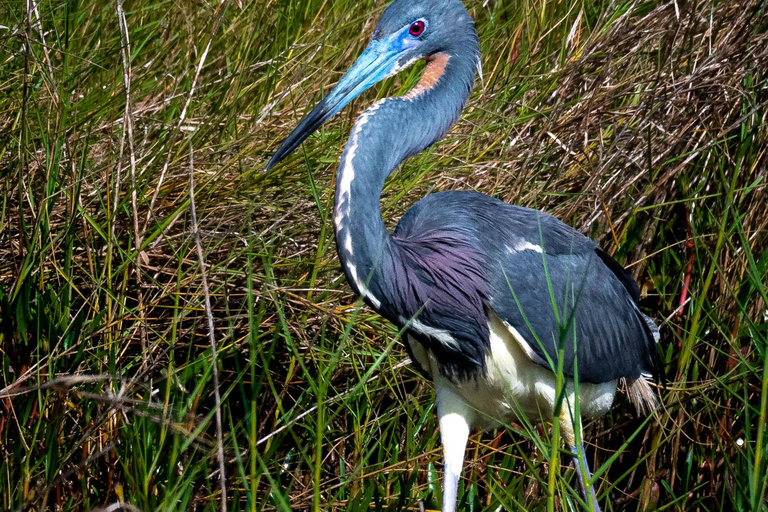 Orlando Bird Nerd Tour: Birding Kayak Tour Orlando Bird Nerd Tour: Long Birding Kayak Tour