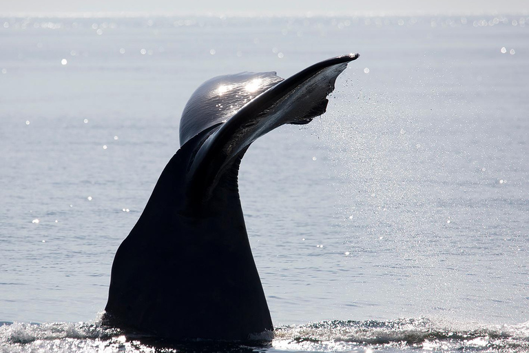 Andenes: Responsible Whale Watching with Classic Catamaran