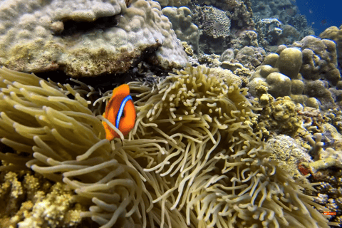 Moalboal : Scuba Diving Sardine Run and Turtle Chasing Scuba Diving: Sardine Run, Turtle Chasing &Pescador Island