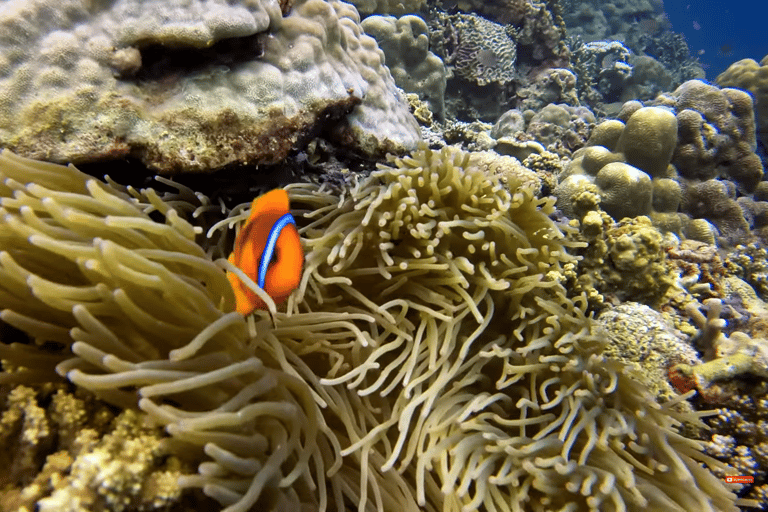 Moalboal : Scuba Diving Sardine Run and Turtle Chasing Scuba Diving: Sardine Run, Turtle Chasing &Pescador Island