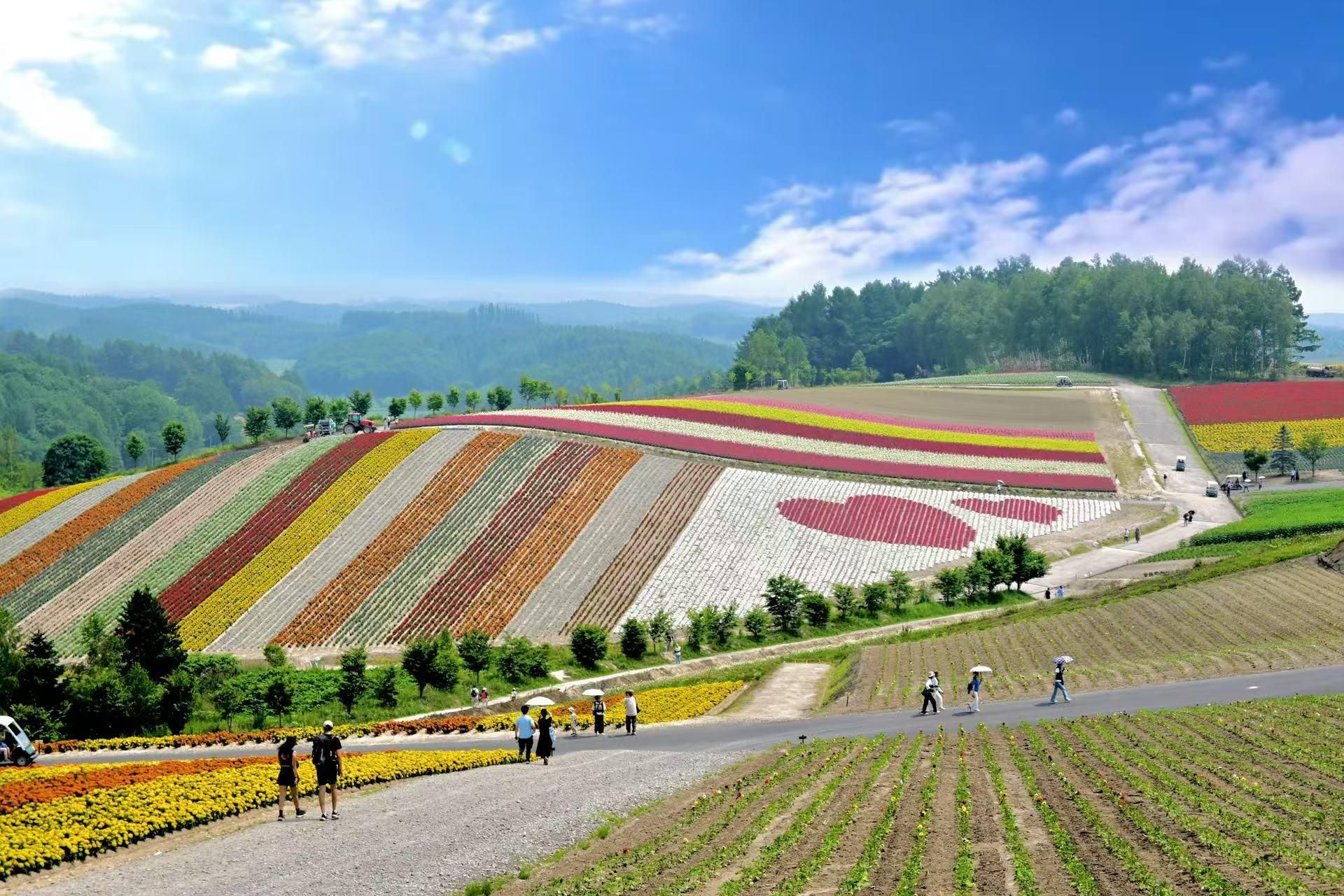Furano & Biei: Tagestour per Bus | Farm Tomita + Shikisai-no-Oka