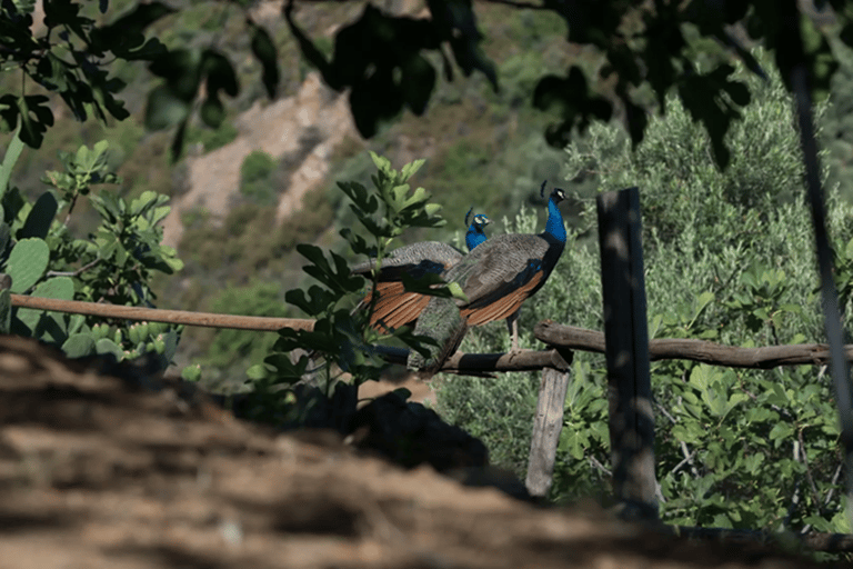Kreta: Botanisches &amp; Bergabenteuer mit lokalem Essen