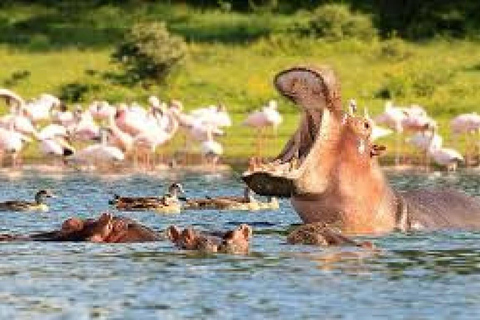 Park Narodowy Jeziora Nakuru - atrakcje przyrodnicze z Nairobi