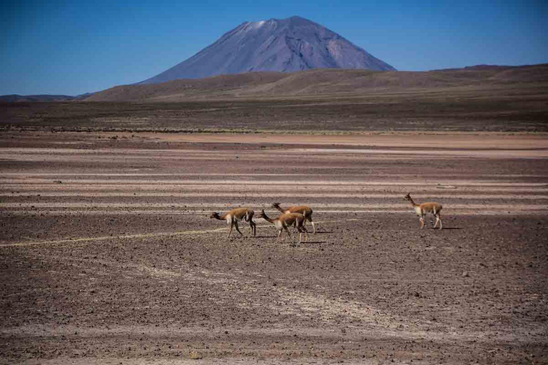 Rundtur i nationalreservatet Salinas och Aguada Blanca