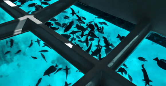 Private Punta Cana Glass-Bottom Boat & Snorkeling Cruise