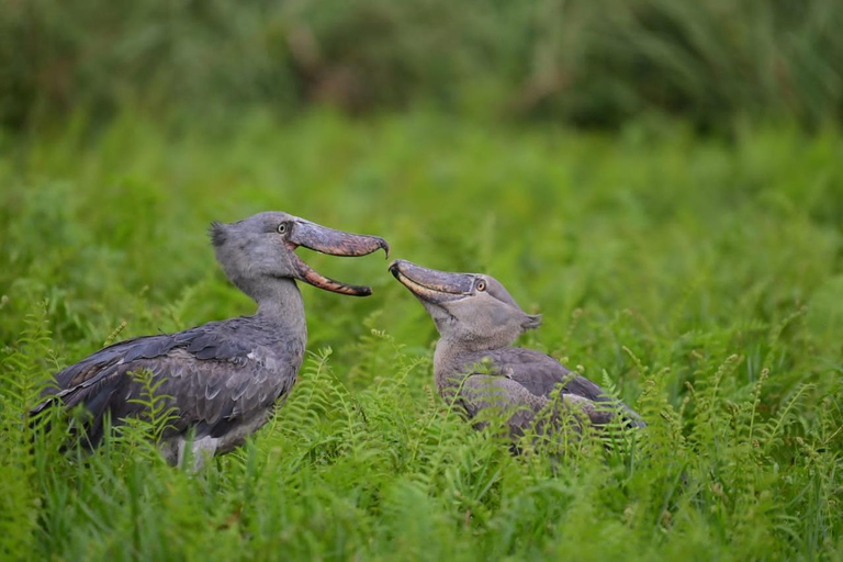 Entebbe: tour in barca alla ricerca del becco a scarpa nella palude di Mabamba
