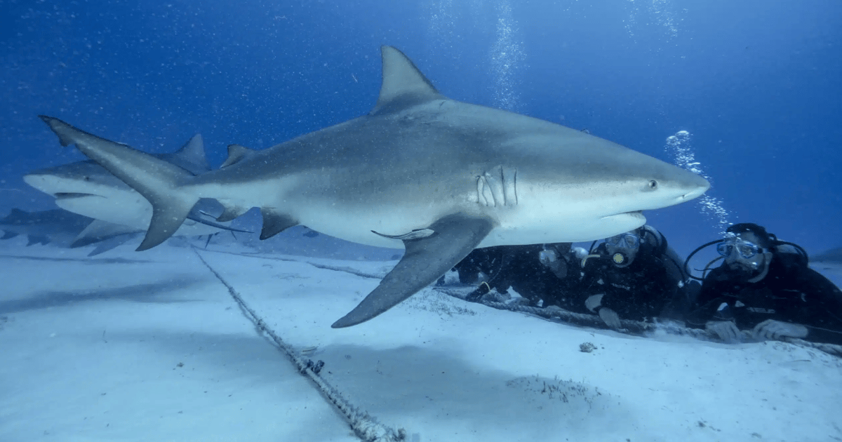 Playa del Carmen : Nourrir les requins taureaux | GetYourGuide