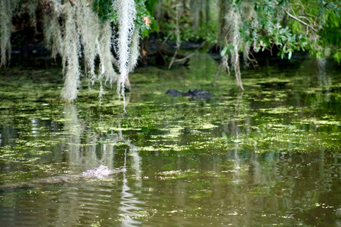 New Orleans: Swamp Tour on Covered Pontoon Boat Covered Swamp Tour with Transportation