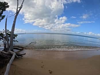 Vieque: Power Boat Turtle Snorkel and Beach Tour with Lunch