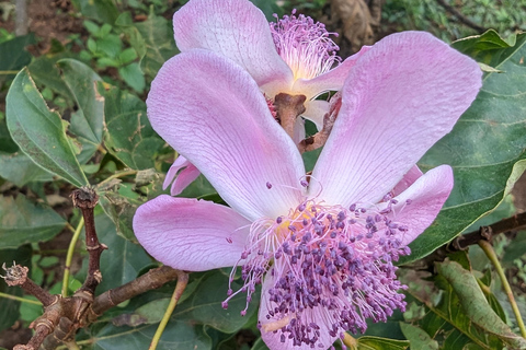 Zanzíbar: Excursión Privada al Bosque y Granja de Especias de Jozani con Almuerzo