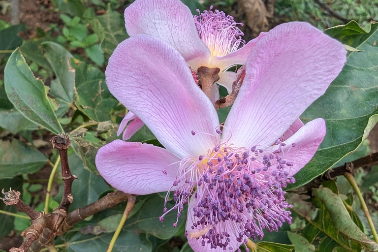 Zanzíbar: Excursión Privada al Bosque y Granja de Especias de Jozani con Almuerzo