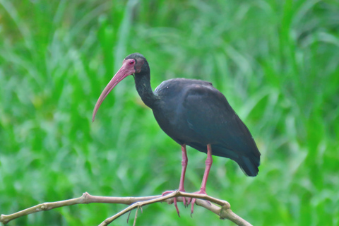 90 min de Monserrate: sabores do café, aves e cultura com guia localDescobre o encanto da Colômbia: Experiência de café e observação de aves perto de Bogotá