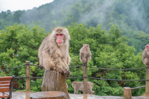 Nagano Tokyo: Snow Monkey Private Day Tour Hotel Pick & Drop Snow Monkey Private Day Tour Hotel Pick & Drop Off In Crown