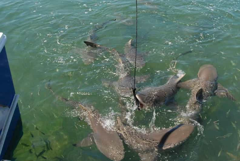 key west shark and wildlife catamaran tour