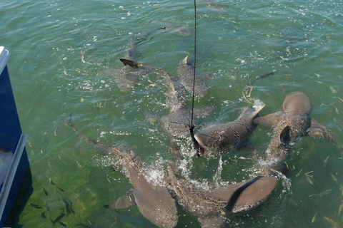 Key West: Catamaran tour om haaien en wilde dieren te bekijken