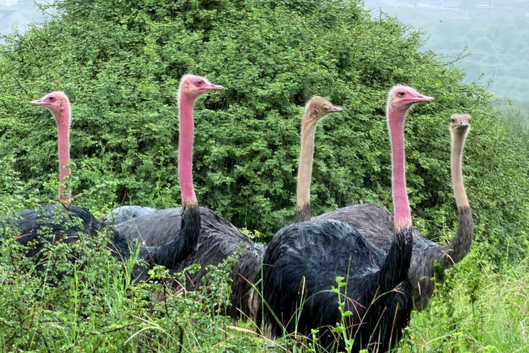 Nairobi National Park Half-Day Safari – Wildlife Game Drive