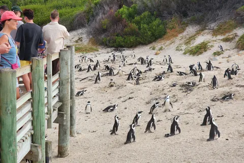 Le Cap : Nagez avec les pingouins à Boulders &cape of good hope (Nager avec les pingouins à Boulders & paysage de bon espoir)
