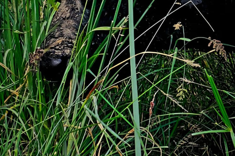 Nairobi National Park Guided Game Drive