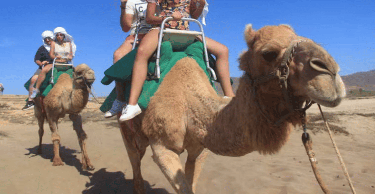 Los Cabos: Desert Camel Riding Experience | GetYourGuide