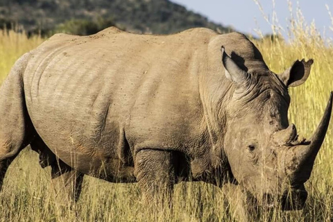 From Durban: Tala Game Reserve Half Day Safari