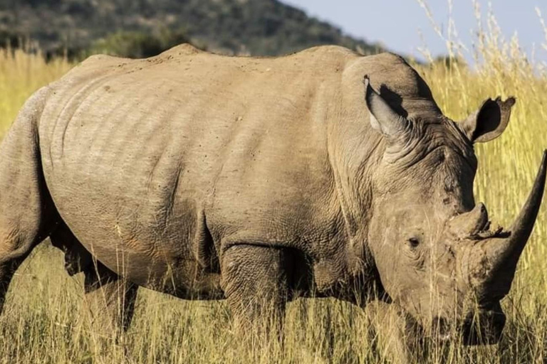 From Durban: Tala Game Reserve Half Day Safari