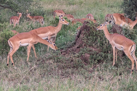 Arusha: safari di 4 giorni a Tarangire, Serengeti e Ngorongoro