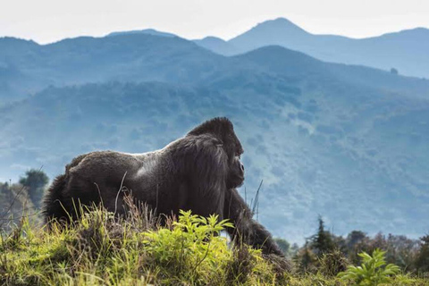 Rwanda : Circuit de 3 jours - Ville de Kigali, Parc national des Volcans