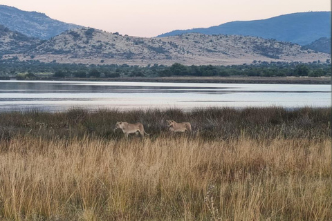 Pilanesberg full safari including lunch and transportation