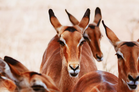 Explore The Best 2 days Adventure Safari To Tsavo East 2-Day Adventure Safari to Tsavo East