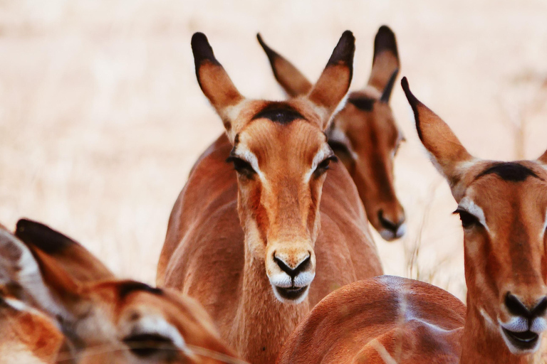 Explore The Best 2 days Adventure Safari To Tsavo East 2-Day Adventure Safari to Tsavo East