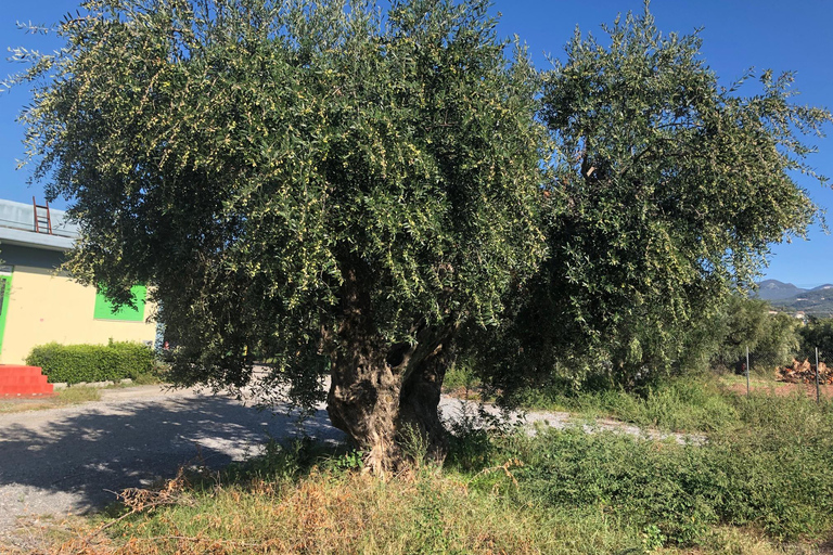 Visite et dégustation d&#039;huile d&#039;olive à Kalamata, Messénie, Grèce