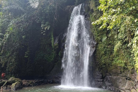 Ubud: foresta delle scimmie, tempio, terrazze di riso, cascata nascostaTour privati