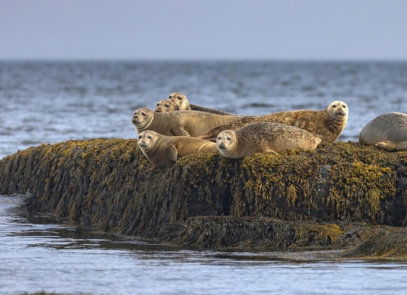 Lunenburg: Zodiac-tur med dyreliv og naturguide