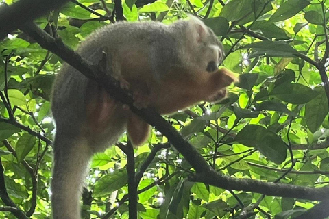 Puerto Plata: Monkeys, City Tour & Local Tastings