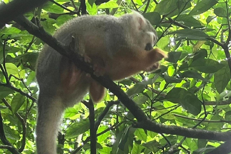 Puerto Plata: Monkeys, City Tour & Local Tastings