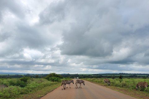 From Maputo: Kruger Park Safari & Elephant Interaction Tour