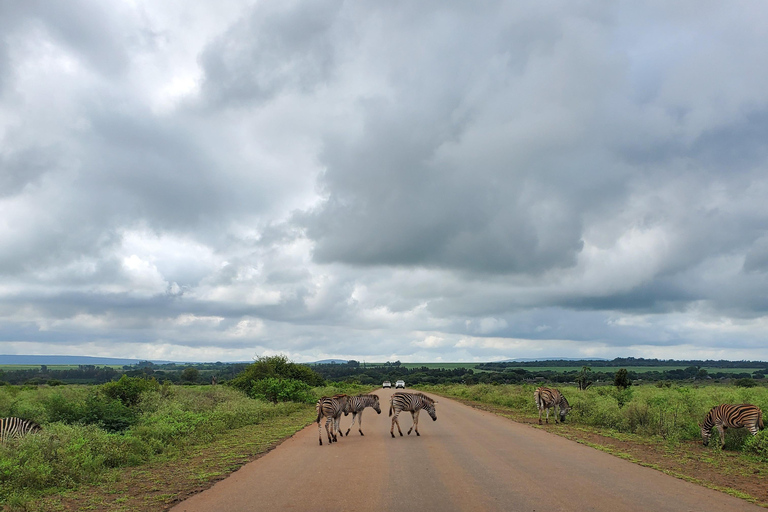 From Maputo: Kruger Park Safari & Elephant Interaction Tour