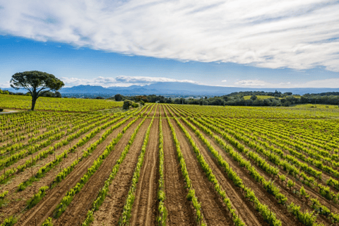 Avignon: dia inteiro de trufas e vinhos Chateauneuf-du-Pape