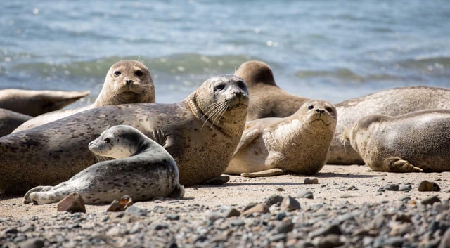 Vancouver UNESCO Biosphere Reserve Wildlife Scenic Boat Tour