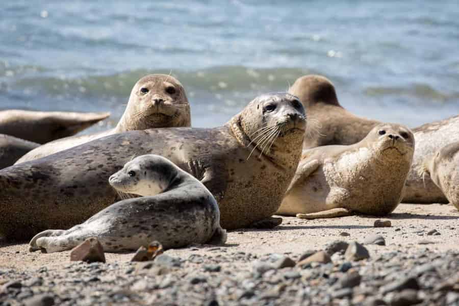 Vancouver UNESCO-Biosphärenreservat – Bootstour mit Wildtierbeobachtung. Foto: GetYourGuide Vancouver UNESCO-Biosphärenreservat – Bootstour mit Wildtierbeobachtung. Foto: GetYourGuide