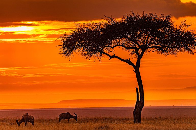 3-Day Small Group Safari to Maasai Mara: Adventure Awaits