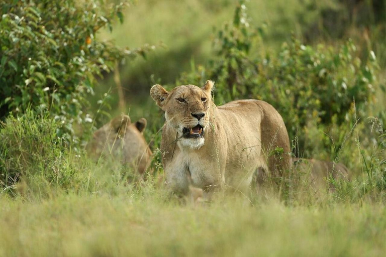 Nairobi National Park: Small-Group Sunrise Game Drive Safari