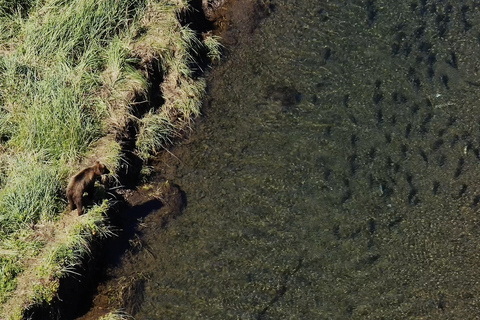 Hoonah: Icy Strait Whale Watch with Drone Filmography