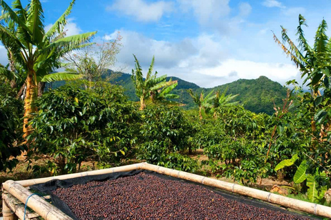 Coffee Farm Tour & Barista Workshop near Nairobi
