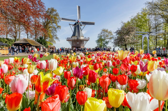 Amsterdam : Keukenhof et Zaanse Schans - Visite guidée en direct d&#039;une journée