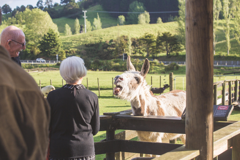 Auckland: Sheepworld, Honey Centre, & Kauri Trail Tour