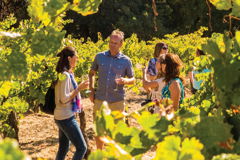 San Francisco: Half Day Wine Tour & Hop-On Hop-Off City Tour