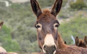 Ayia Napa, Protaras, Larnaca: Donkeys and Traditions